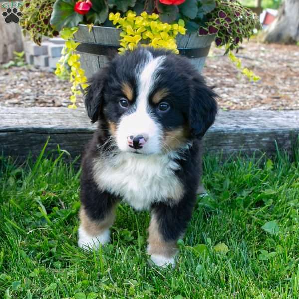 Jane, Bernese Mountain Dog Puppy